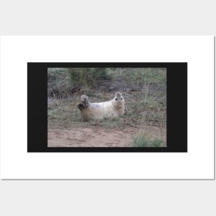 grey seal pup in cute pose Posters and Art